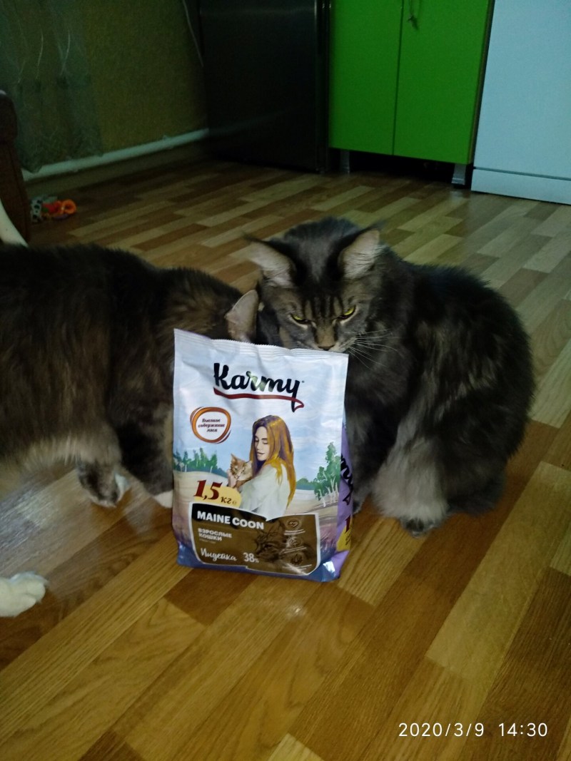 Еда для котов