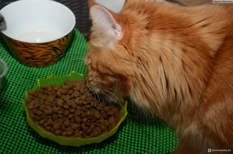 Котята Мейн кун