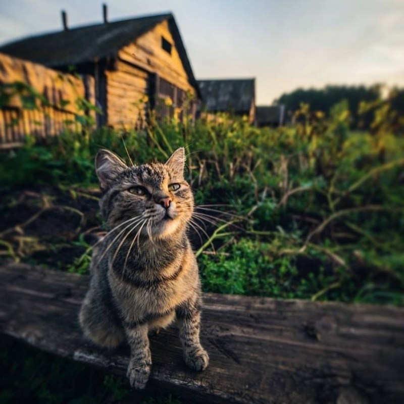 Коты в деревне
