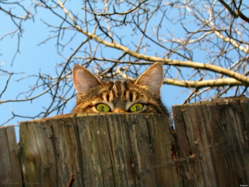 Кот в деревне