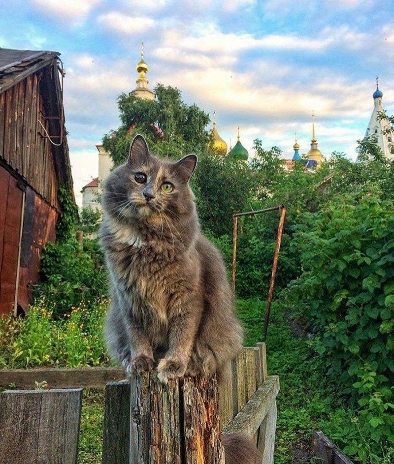 Кошка в деревне