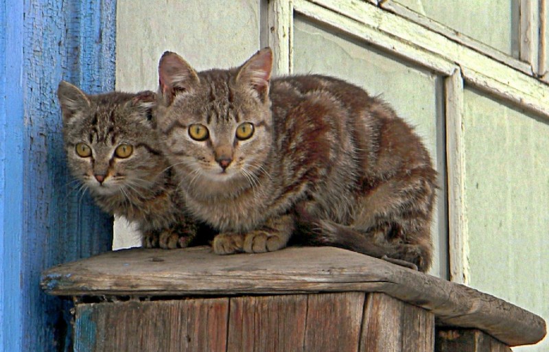 Деревенские коты
