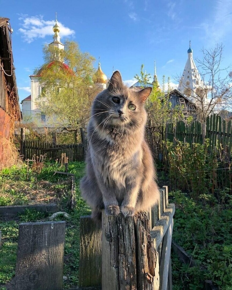 Деревенская кошка