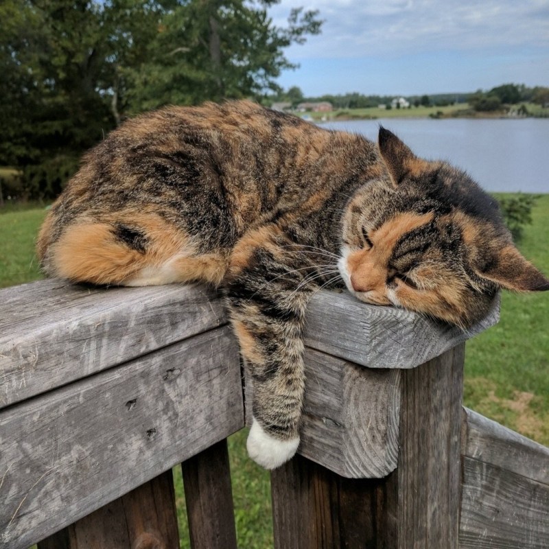 Кот на заборе