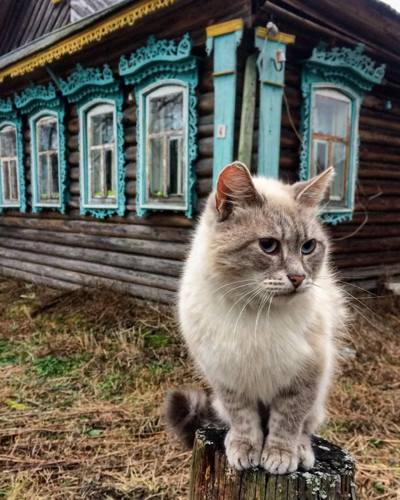 Деревенская кошка с котятами