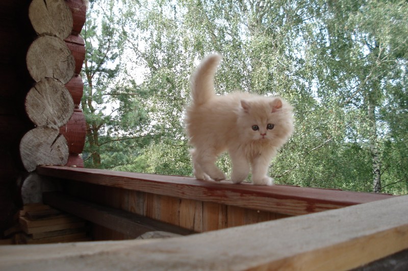 Котенок в деревне