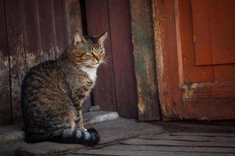 Кот в деревне