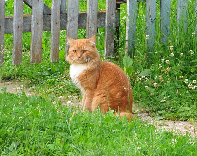 Рыжий деревенский кот
