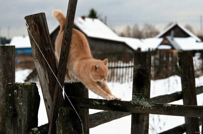 Деревенский кот зимой