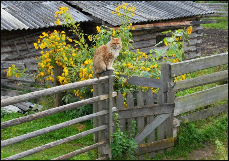 Деревенский забор
