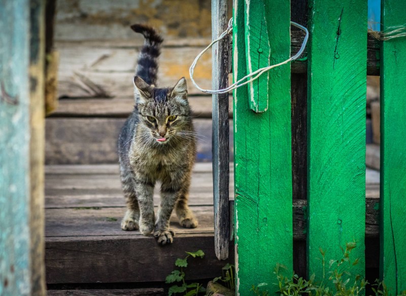Простой деревенский кот