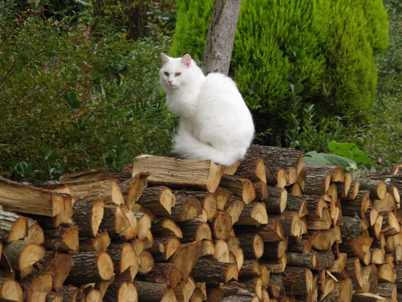 Деревенские коты