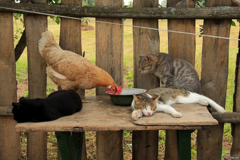 Деревенские коты и кошки