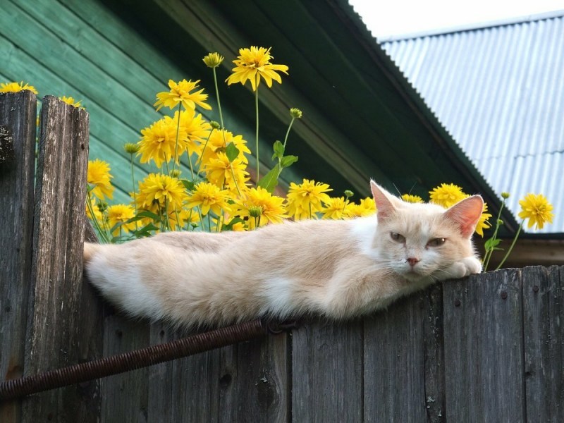 Кот на заборе