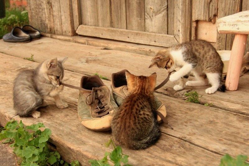 Кошачья деревня