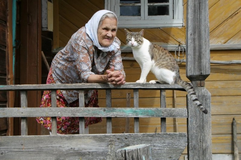Деревенские коты