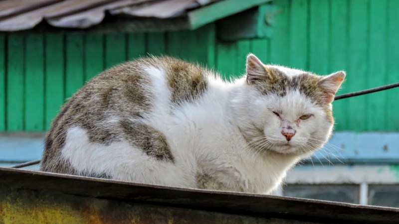 Деревенская кошка