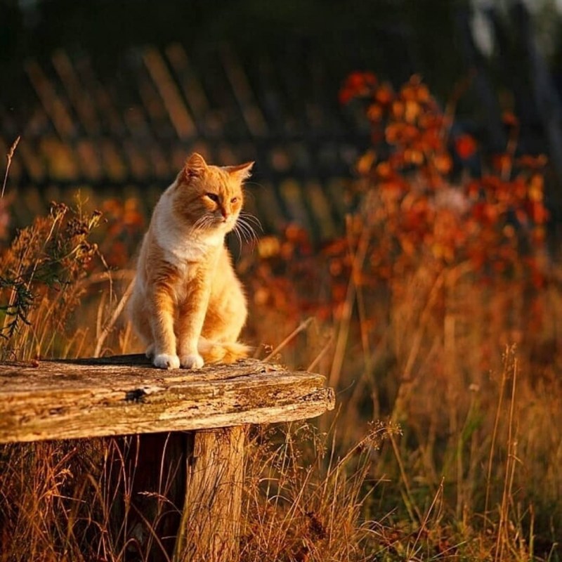 Котята Деревенские