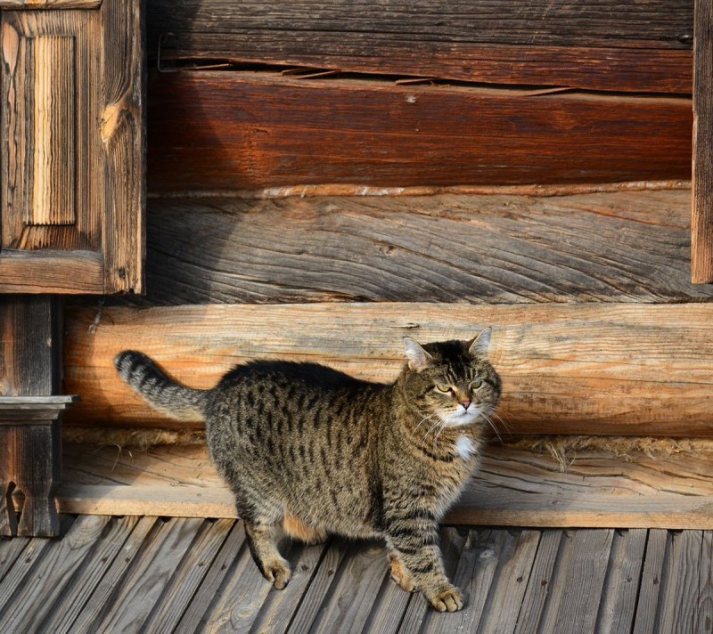 Котята Деревенские