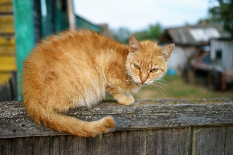 Рыжий деревенский кот
