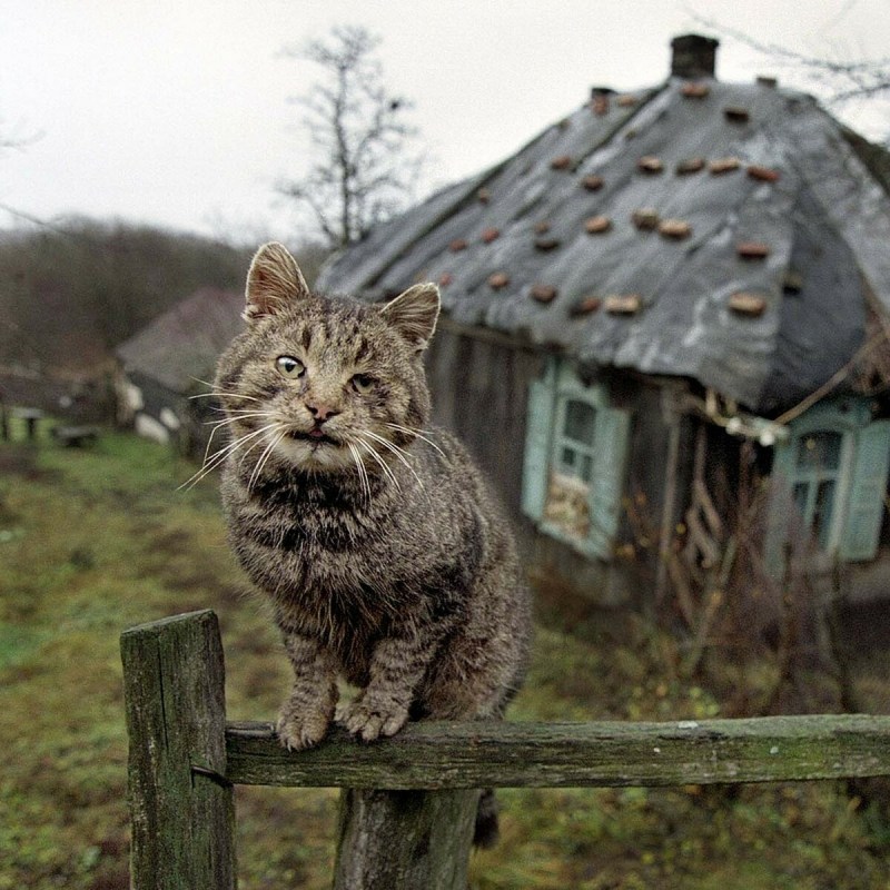 Кот серый деревенский