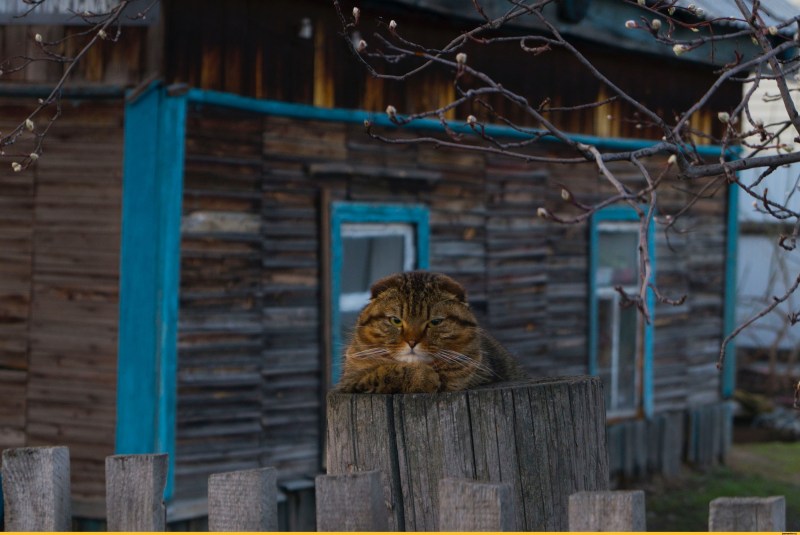 Сельский кот