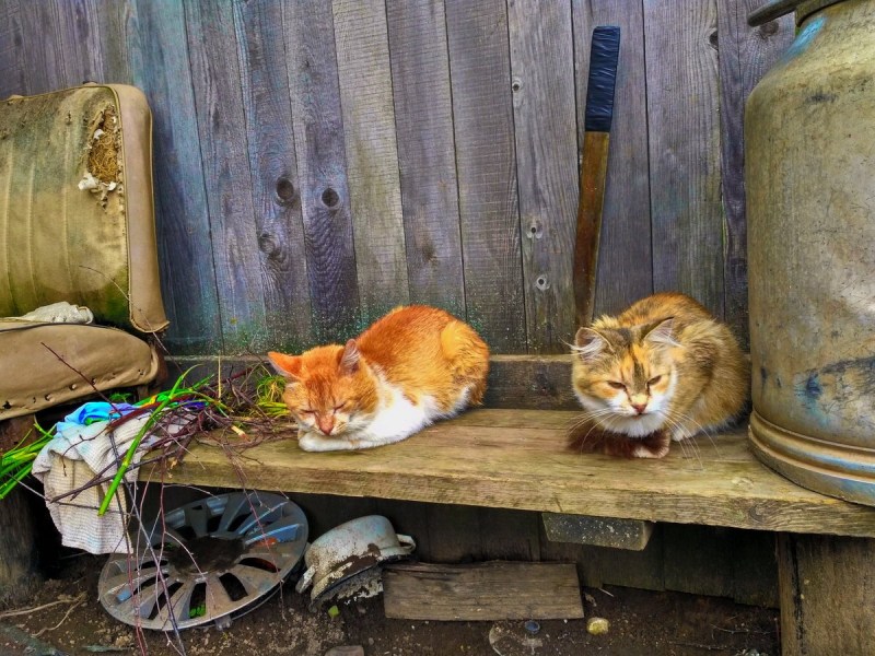 Белая деревенская кошка