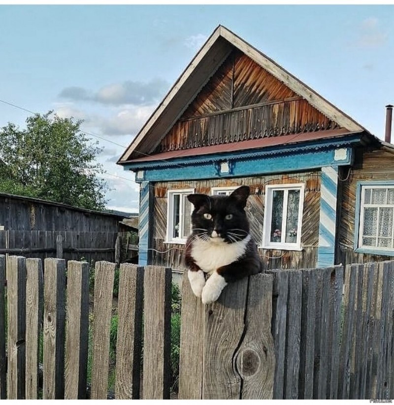 Кот в деревне