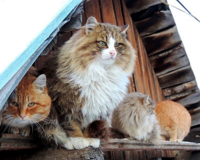 Коты Аллы Лебедевой Кошляндия