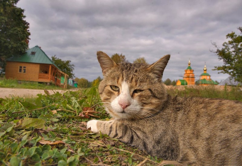 Деревенская кошка
