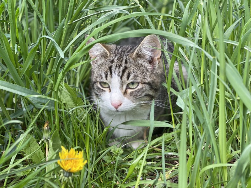 Обычный деревенский кот