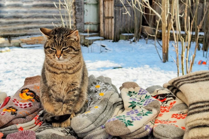 Кот в деревне зимой