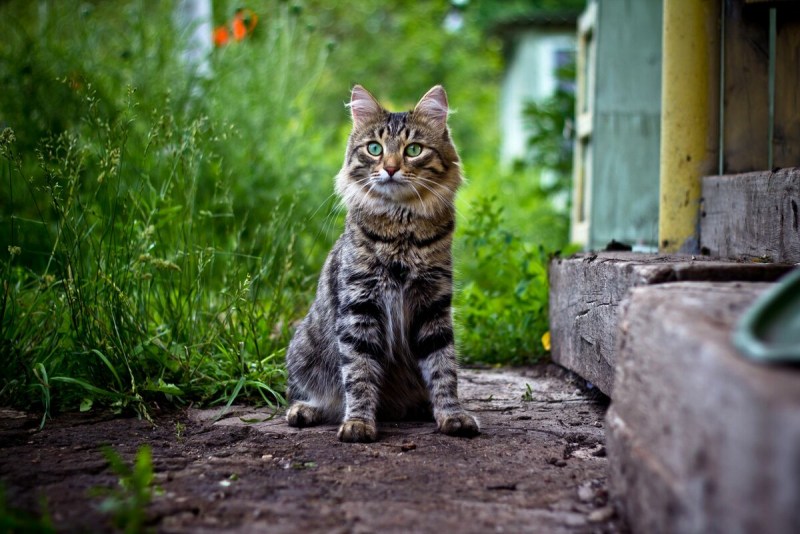 Кот в деревне