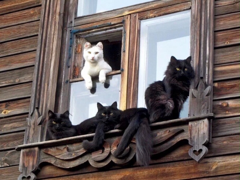 Кот на крылечке