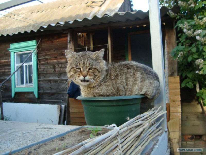 Суровый деревенский кот