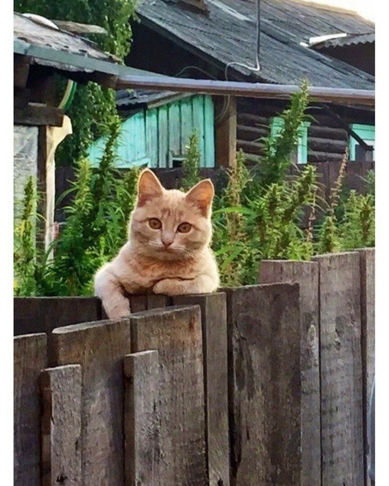 Деревенские домики с котами