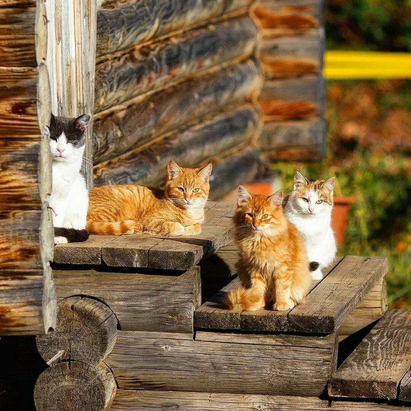 Сельский кот