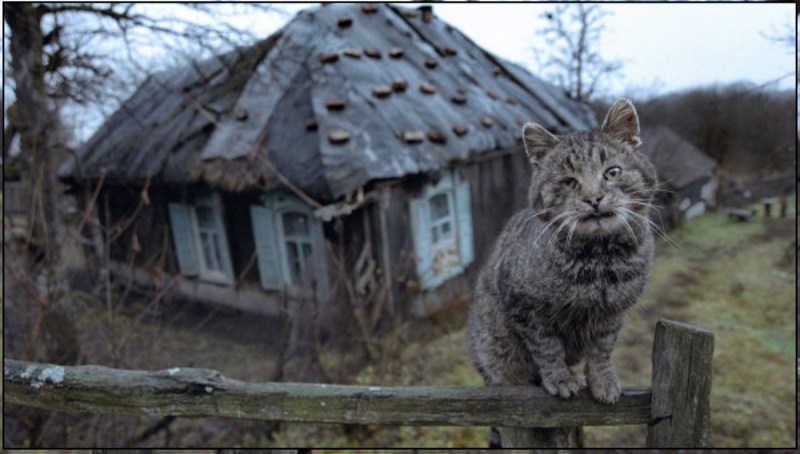 Кошка в деревенском доме