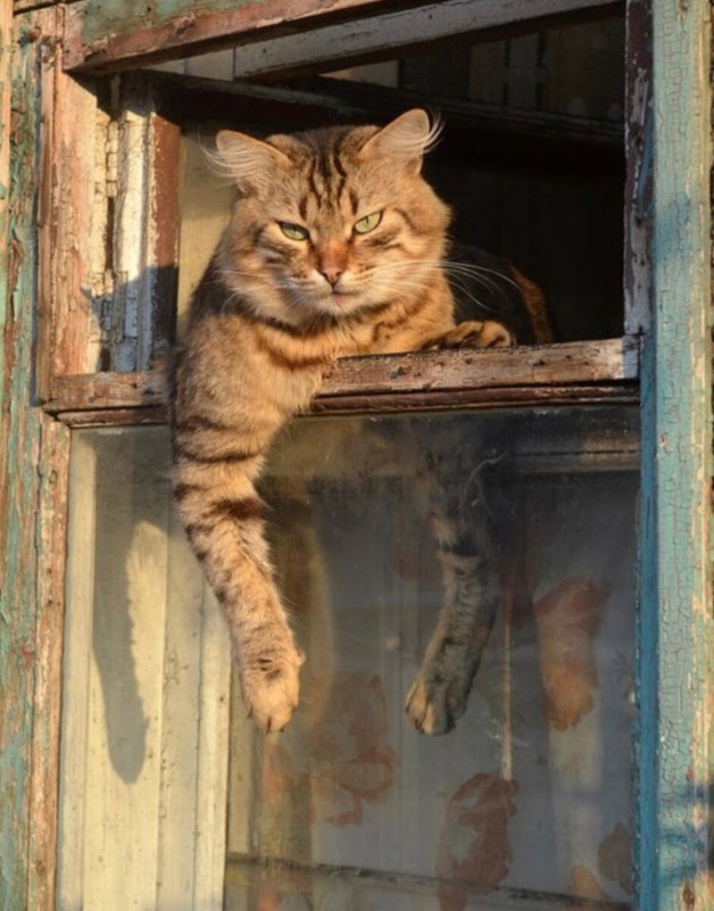 Кошка в форточке