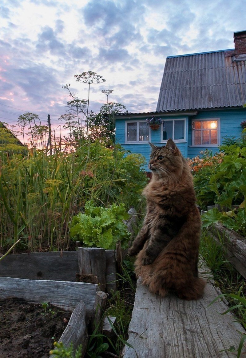 Кот на даче летом