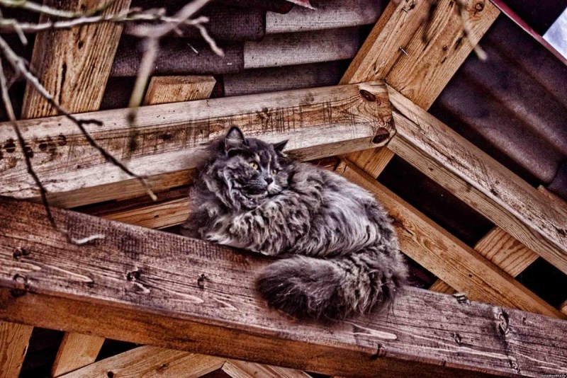 Котята Деревенские