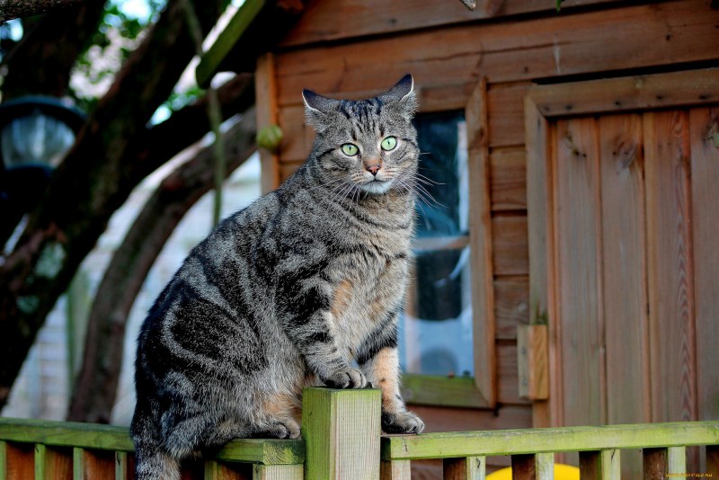 Деревенская кошка