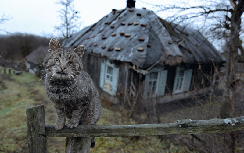 Деревенский кот Васька