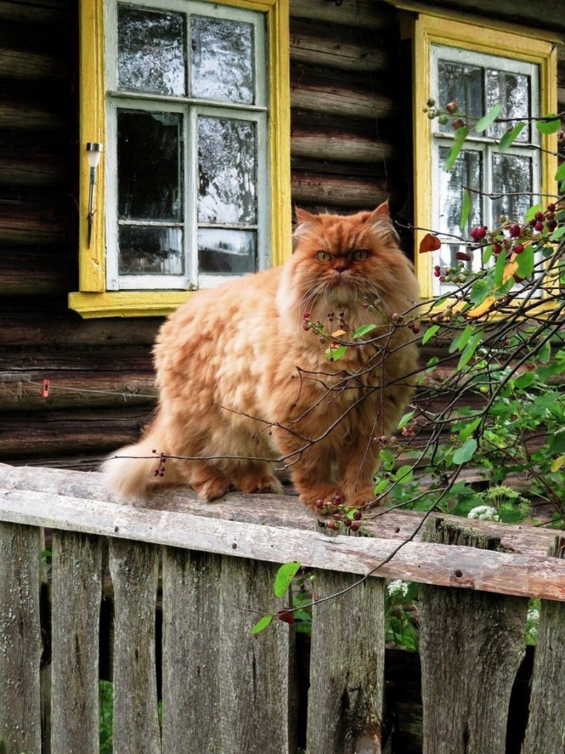 Кот в деревне