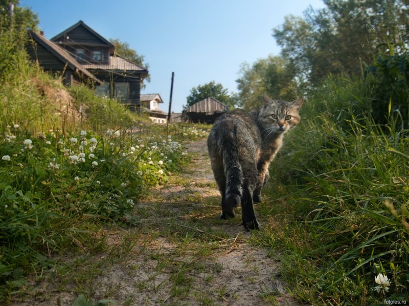 Кот в деревне улице