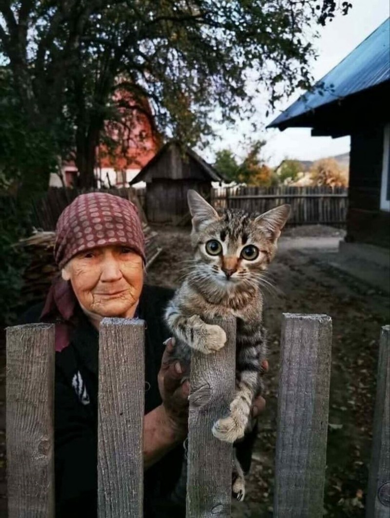 Кот в деревне