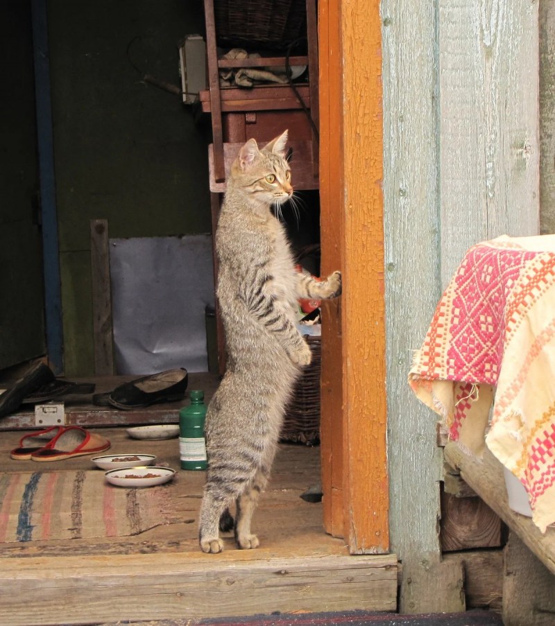 Кошка в деревне
