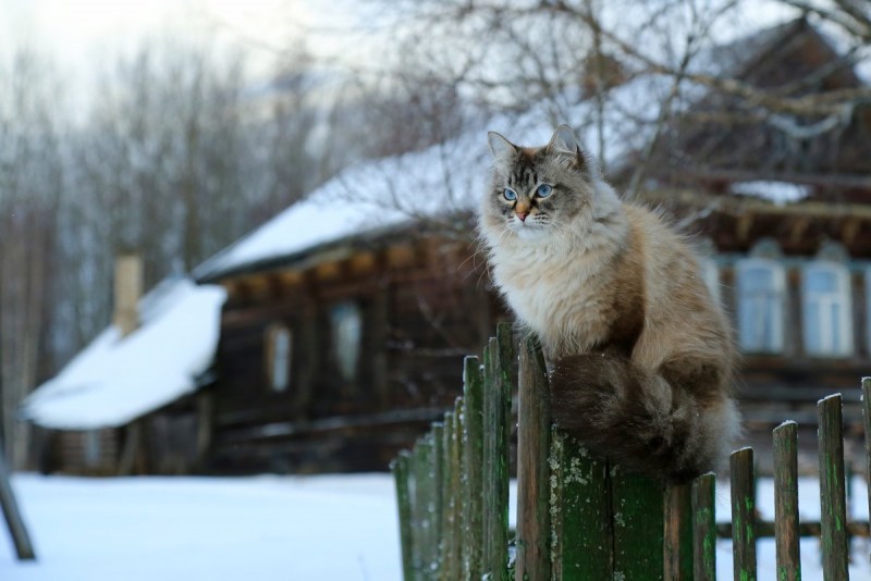 Коты на заборе в деревне