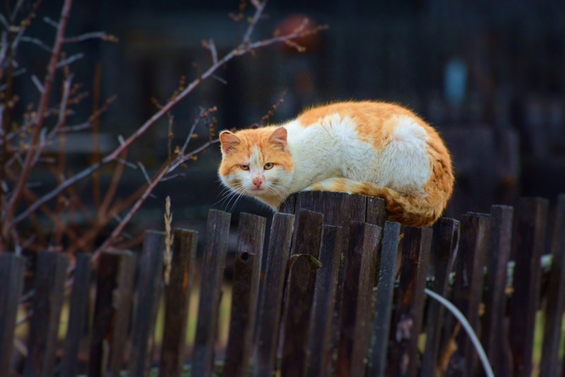 Рыжий деревенский кот добрый