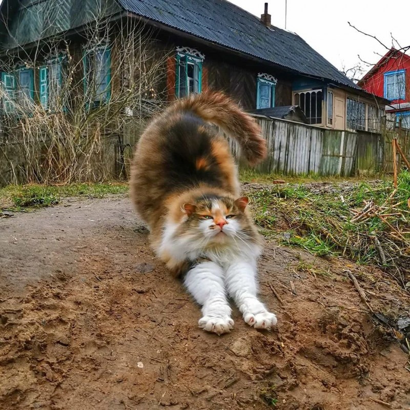 Коты в деревне фото